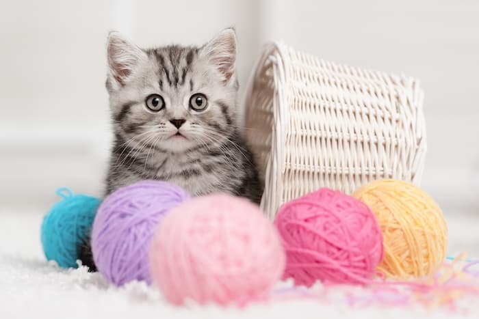 Your Kitten: What to Expect at 7 to 9 Months