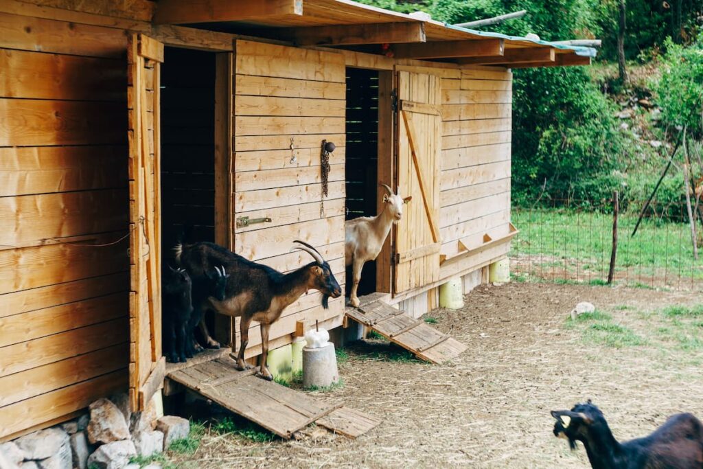 how to care for a backyard goat