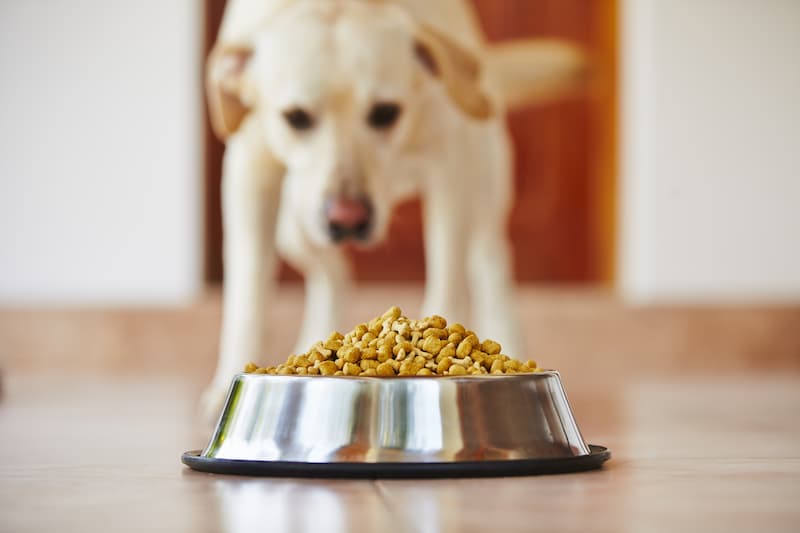dog ready to eat dog food with fiber