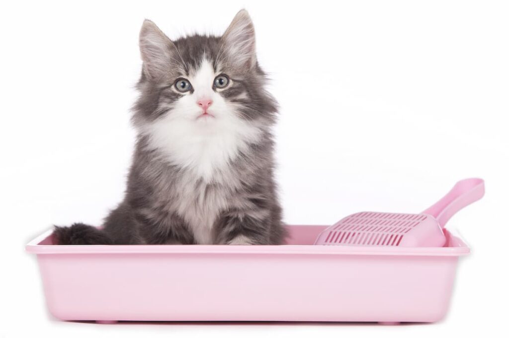 cat's litter box with a cat sitting pretty inside it