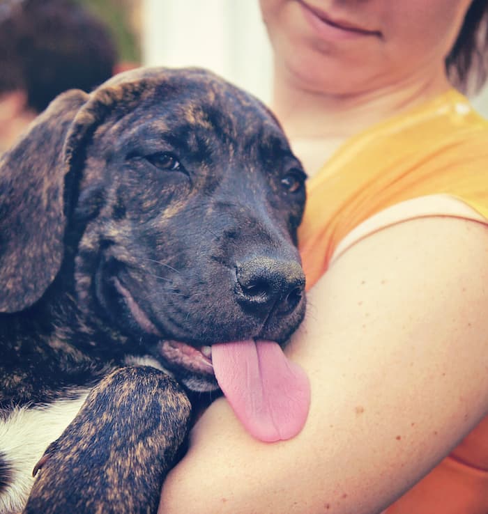 Dog licking lotion from a woman's arm