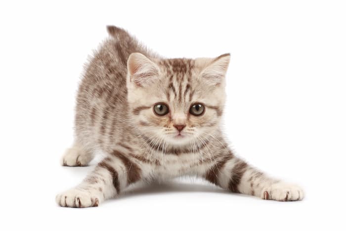 Your Kitten: What to Expect at 4 to 6 Months