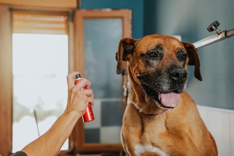 6 Best Dog Perfumes of 2024