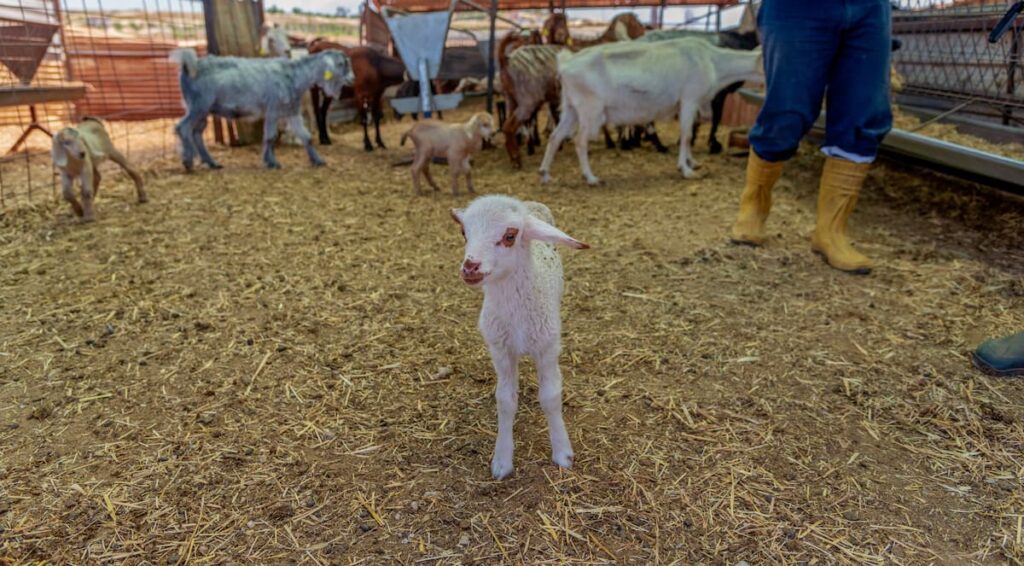 baby goat standing