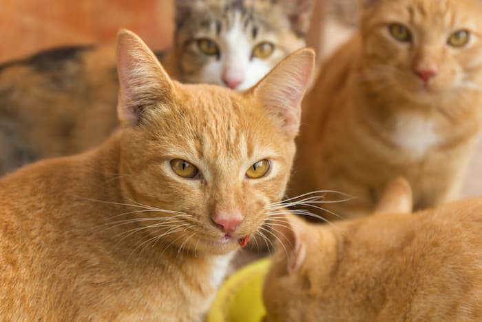 cats sit pretty near their litter box