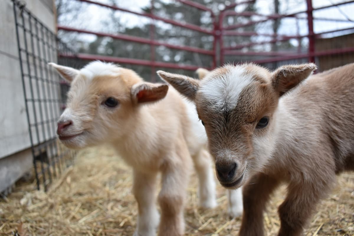 Eight Facts About Mountain Goats You Should Know - National Forest