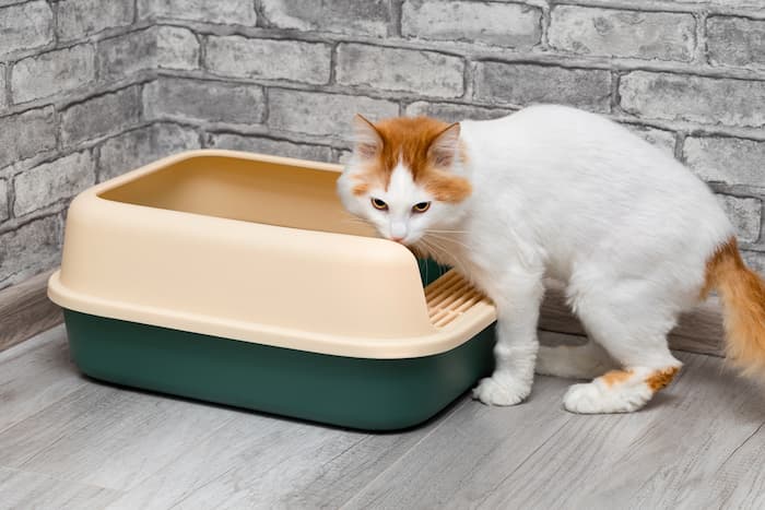 Cat hovers over the litter box and looks at the camera