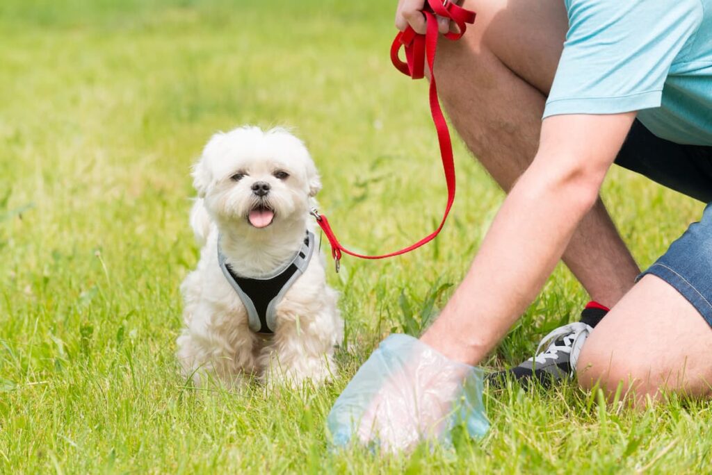 woman picking up dog poop