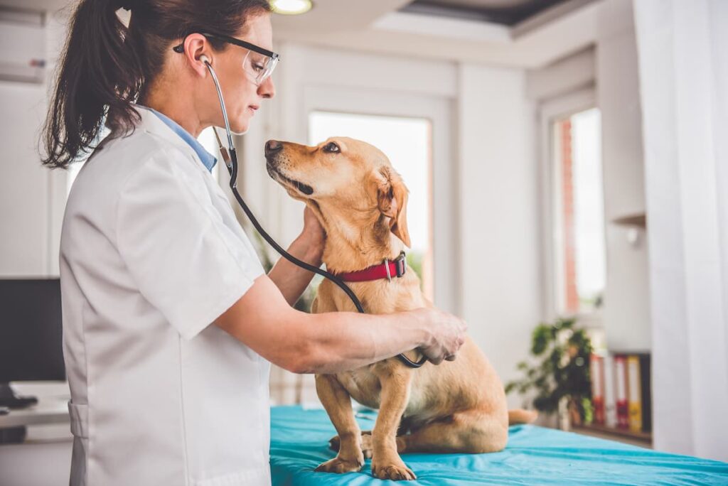 veterinarian examines dog with diarrhea