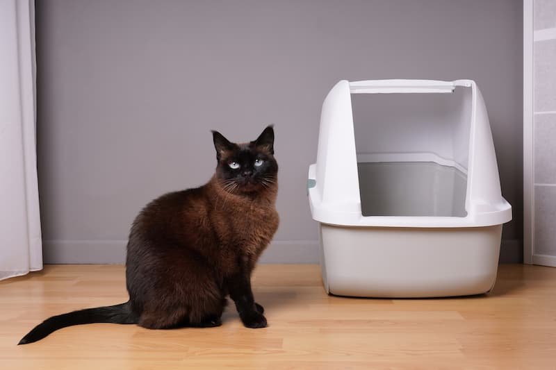 Siamese cat sits by her litterbox