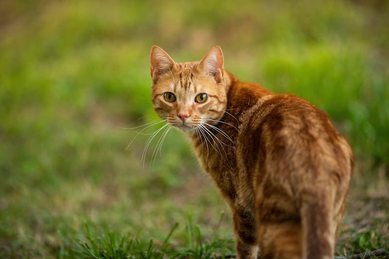 outdoor cat looks at the camera