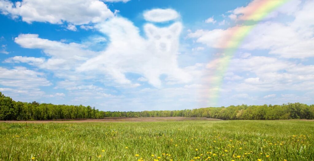 Dog cloud over the rainbow bridge