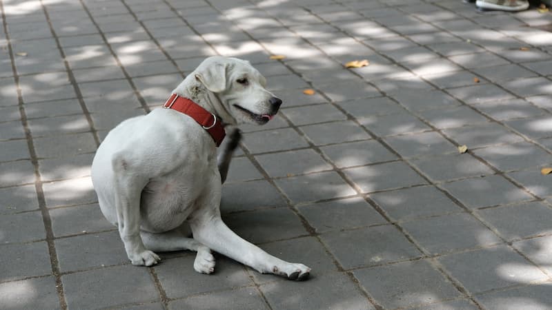 A dog is itching himself with his paw