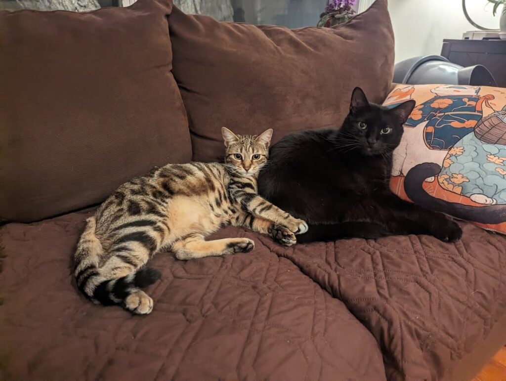 Two cats sitting pretty on a couch