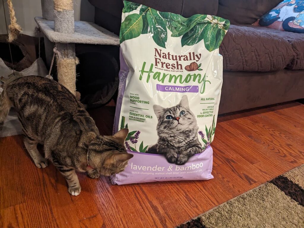 Cat inspects Naturally Fresh Cat Litter