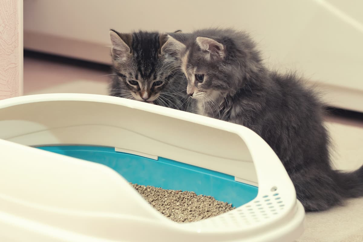 Best Natural Cat Litter: 6 Picks You Can Feel Good About