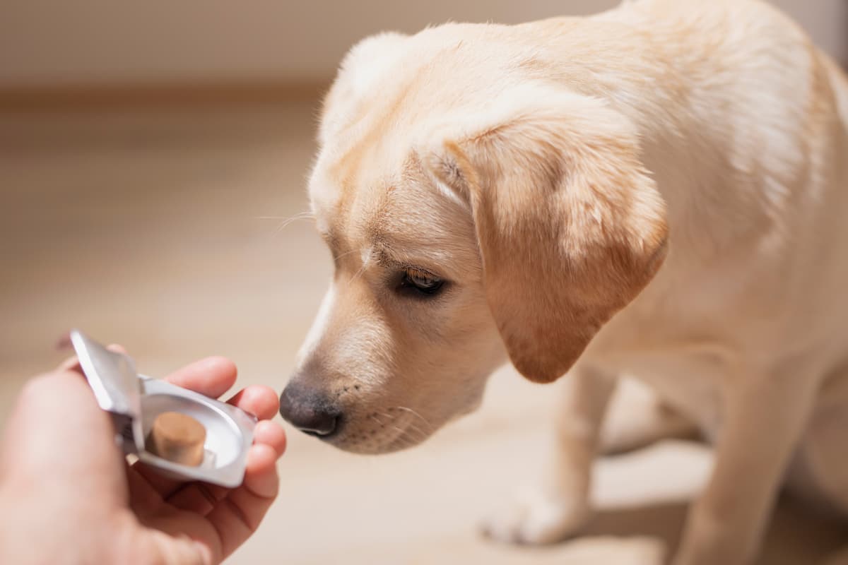 Best Flea and Tick Medicine for Dogs: 10 Top Picks
