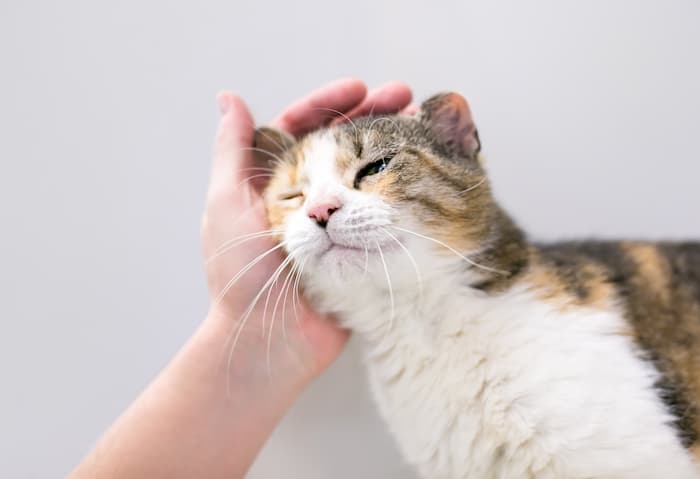 cat rubbing its head against human's hand