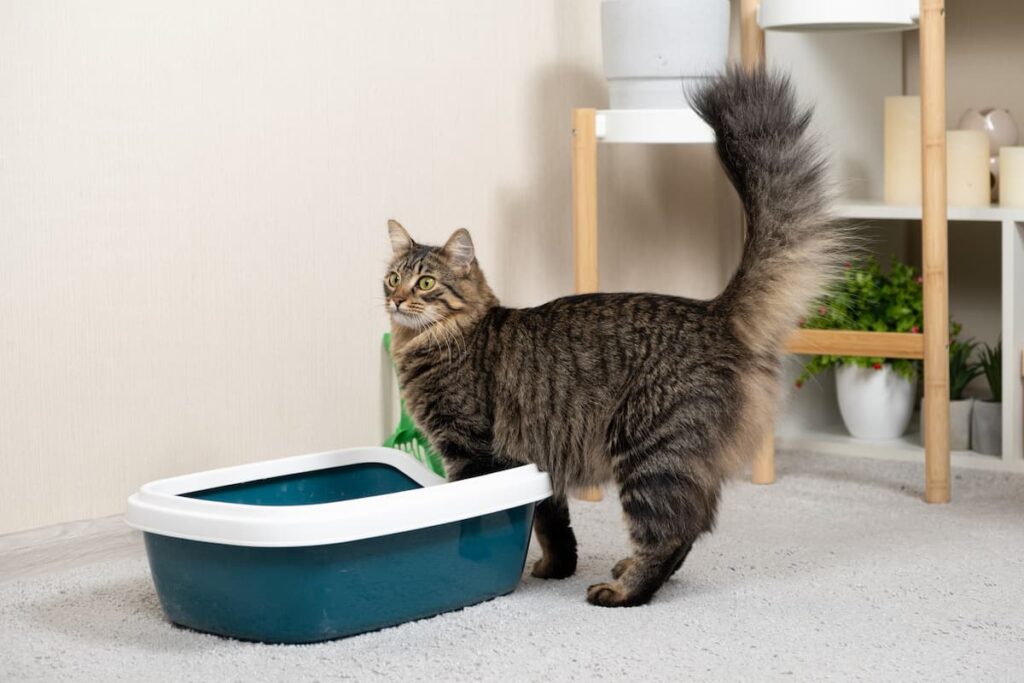 Cat with its tail in the air by a litterbox