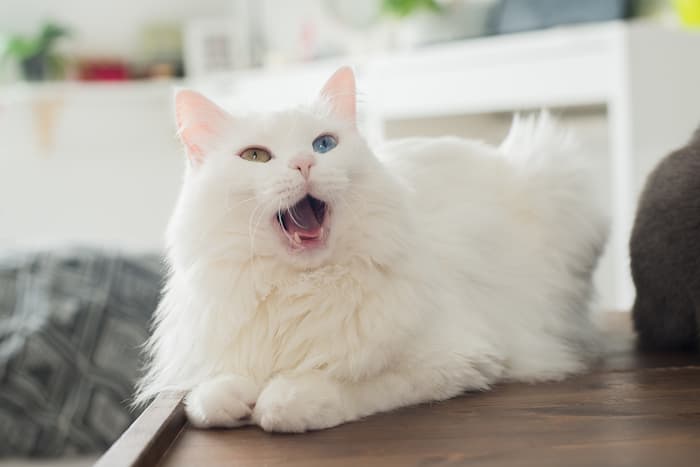 Cat yawning can be a sign of stress