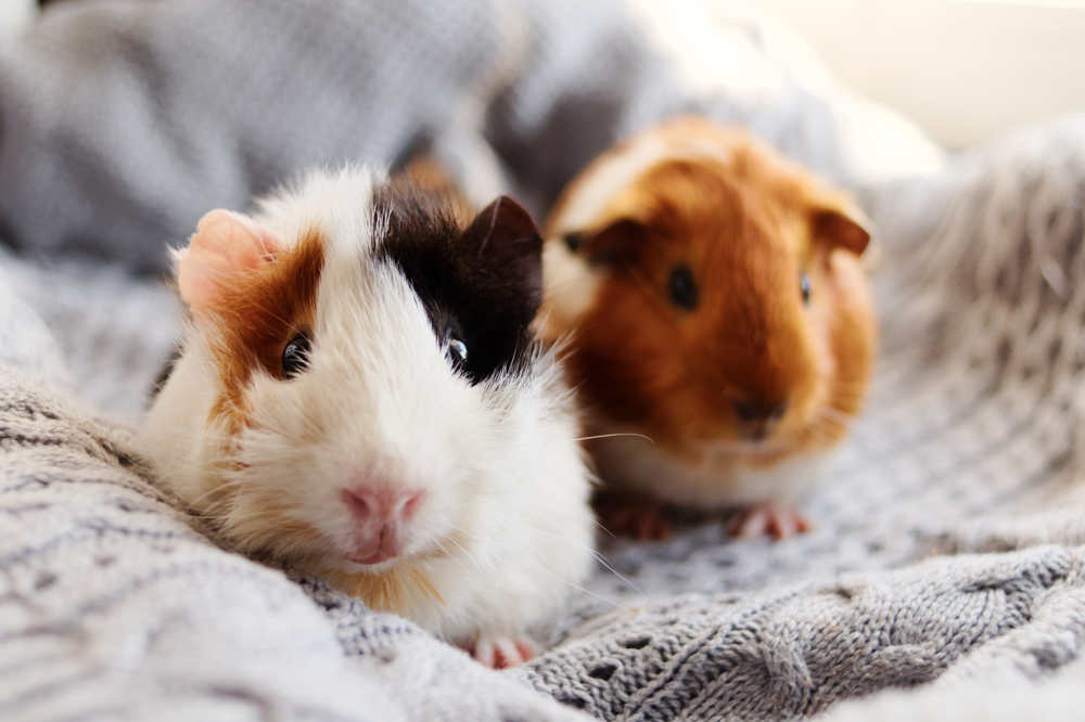 10 Reasons Why Guinea Pigs Make Great Pets