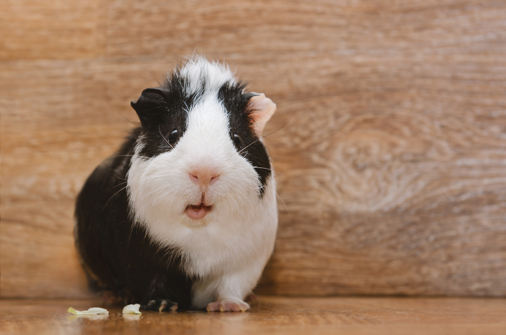 One black and white guinea pig