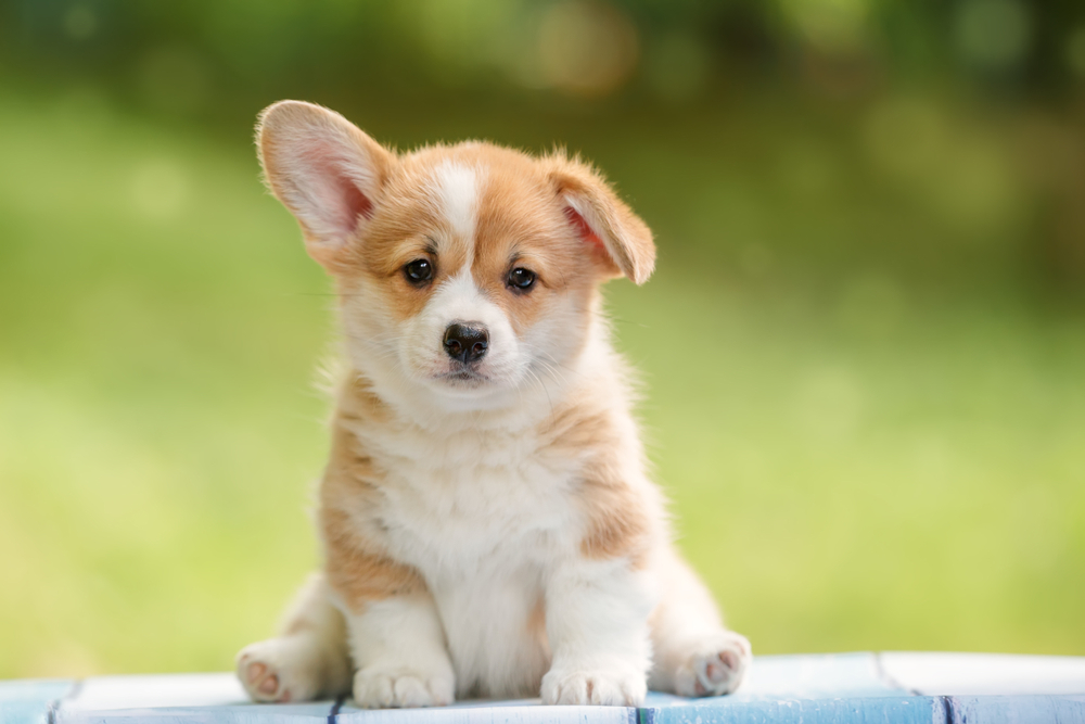 Your Puppy: What to Expect at 13 to 16 Weeks