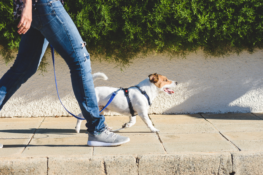 Harnessing the Walk: Choosing the Right Dog Harness