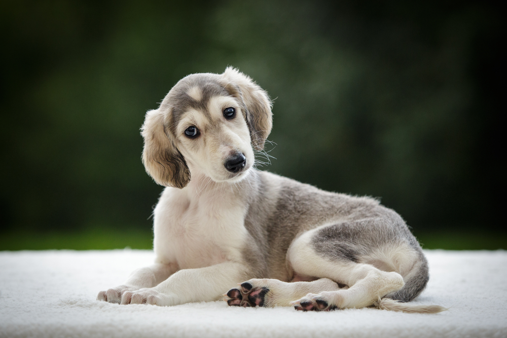 Your Puppy: What to Expect at 7 to 9 Months