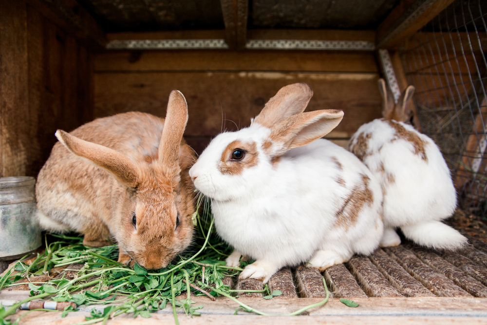 Bunny Benefits: 10 Reasons a Rabbit Is A Great Pet