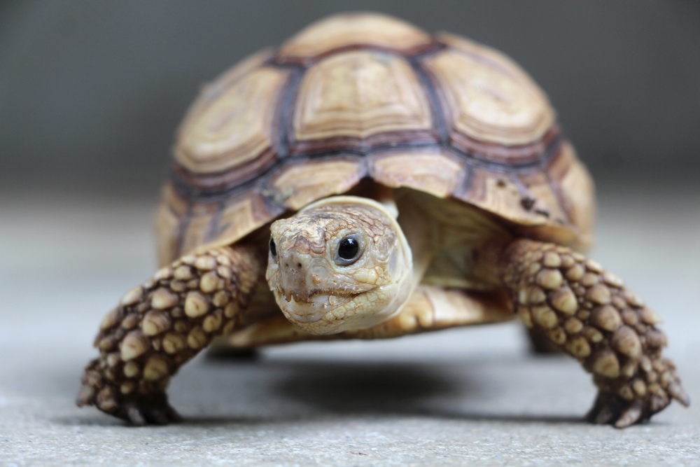 pet turtle looks at camera