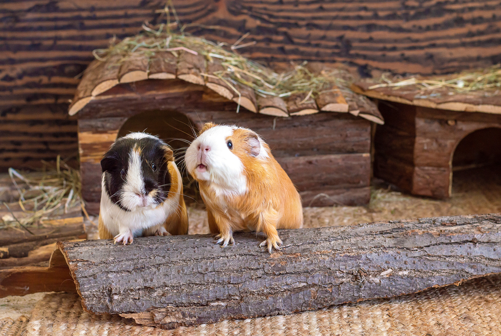 Two guinea pigs in their habitat