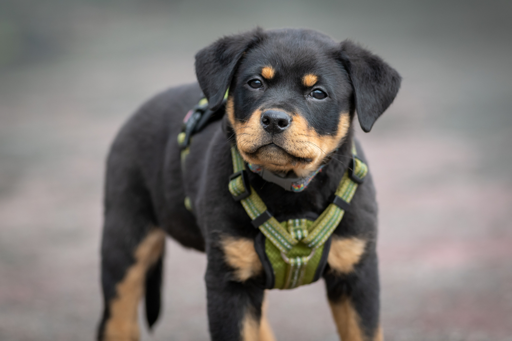 Rottweiler pup looks at camera in a harness