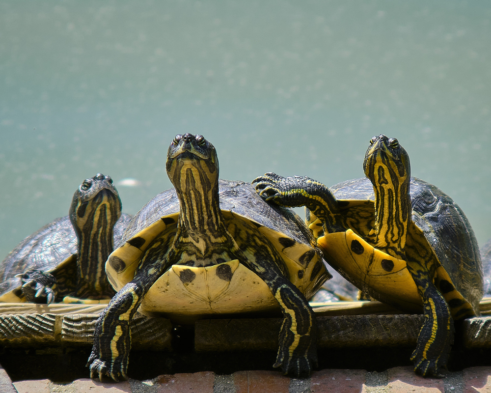 Three red eared slider turtles