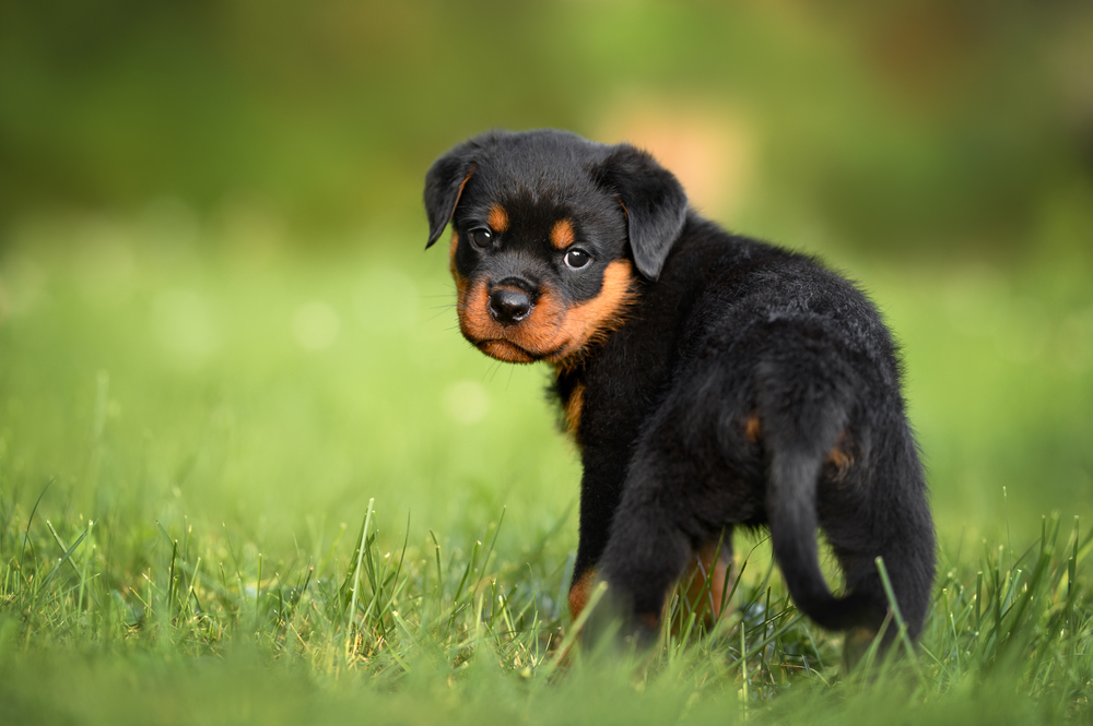 Your Puppy: What to Expect at 4 to 6 Months