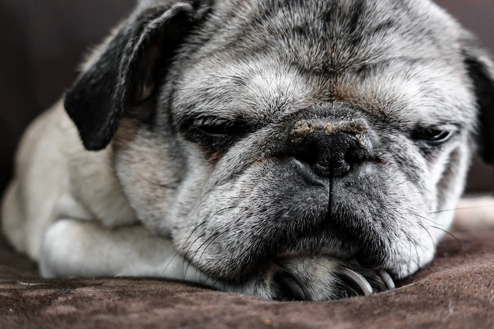 Senior pug sleeping