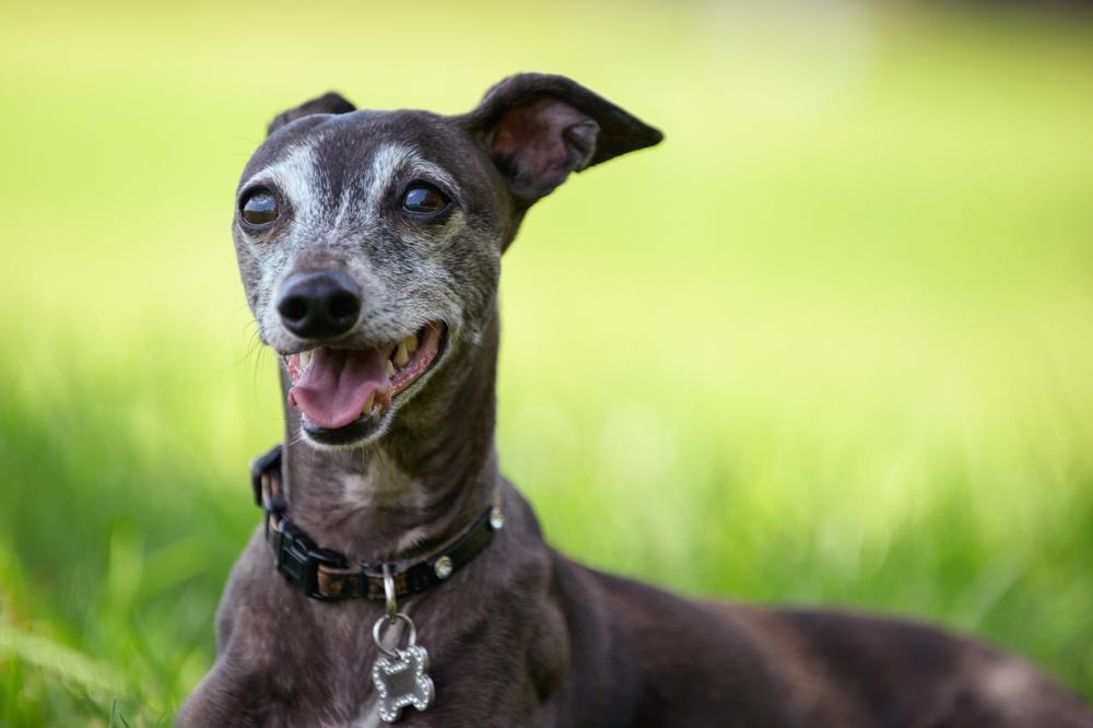 Your Senior Dog: 16 Years and Beyond
