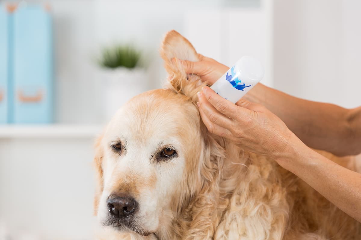 Chronic Otitis/Chronic Ear Infection in Dogs
