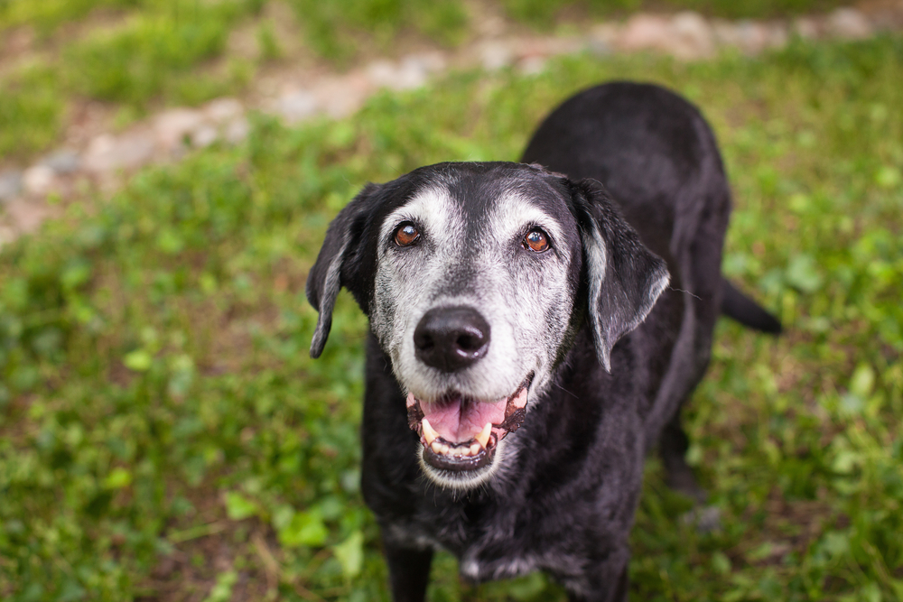 Smiling senior dog black and white.