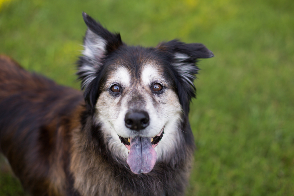 Your Senior Dog: What to Expect at 10-12 Years