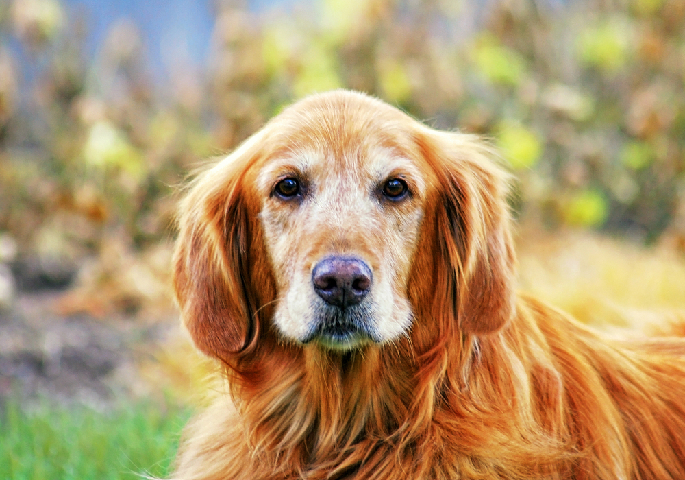 Older Golden Retriever dog