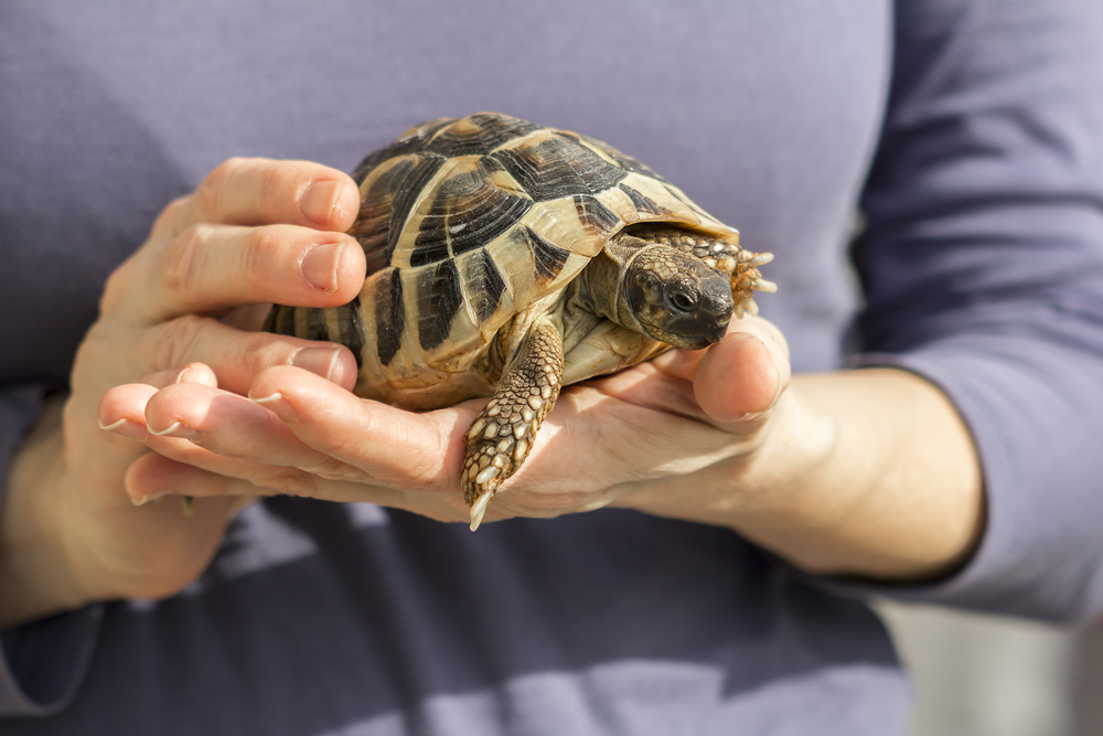 9 Things to Know Before Adopting a Turtle