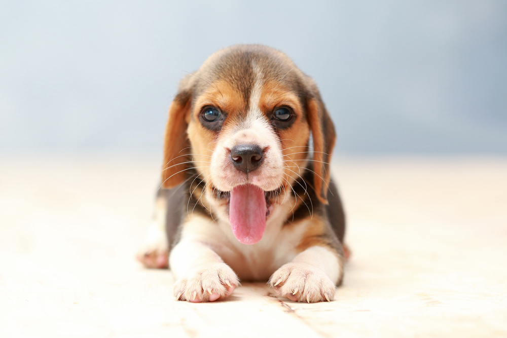 cute beagle puppy at around 7 months