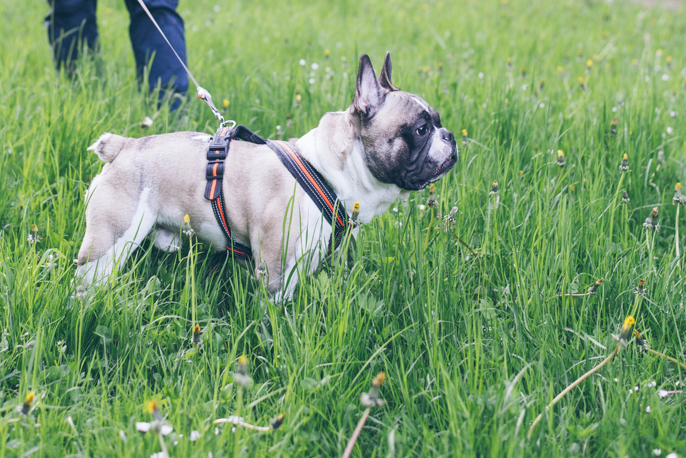 dog in a harness in grassy area