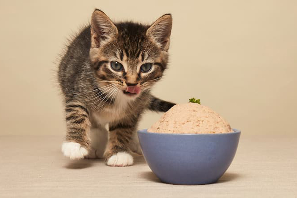 Is Fresh Cat Food Worth the Splurge? My Take on Smalls Cat Food