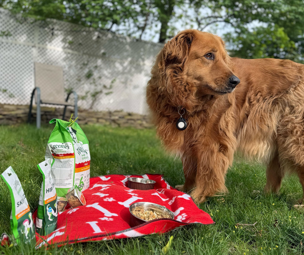 Top Greenies Products Beyond Dental Chews: A Pet Parent’s Test
