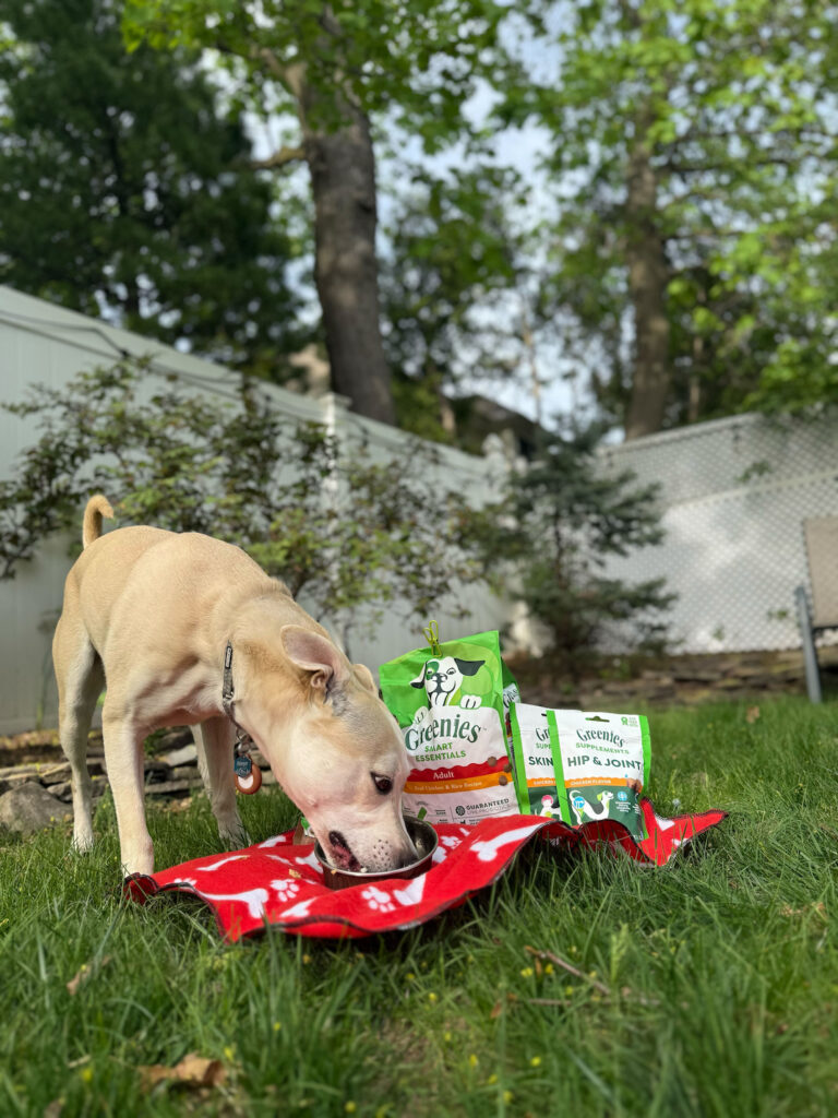 cachorro comendo gradeies seca comida fora da tigela no quintal