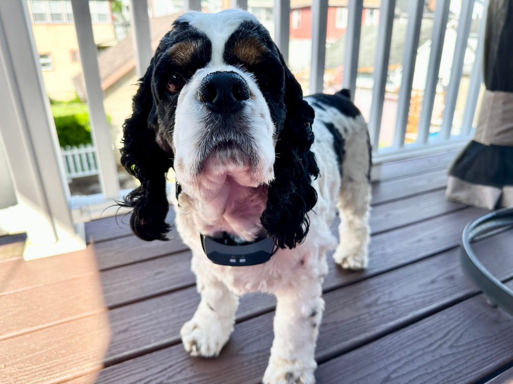 black and white cocker spaniel wearing PetSafe GPS 2.0 collar