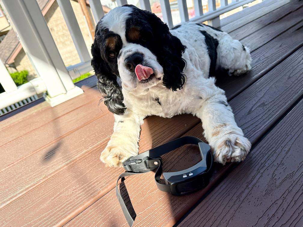 black and white cocker spaniel laying down with GPS collar sitting in front of him
