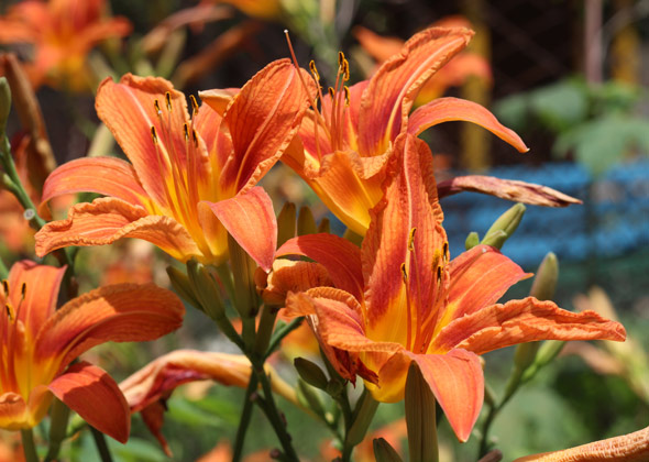 dangerous plants to pets Lilies